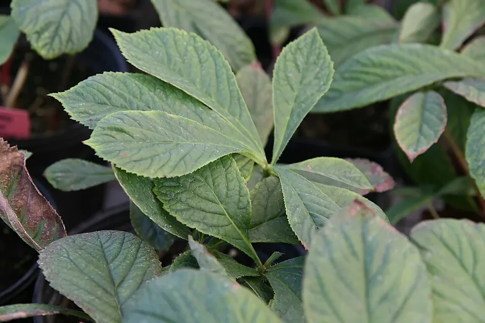 Tenyeres tópartifű / Rodgersia pinnata