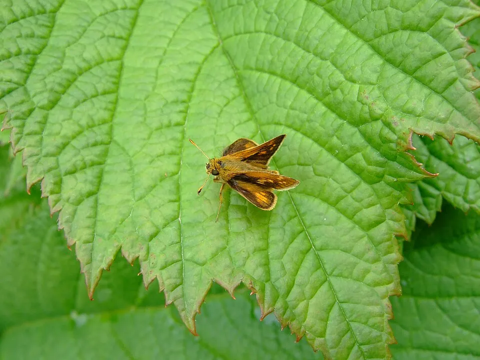 Tenyeres tópartifű / Rodgersia pinnata