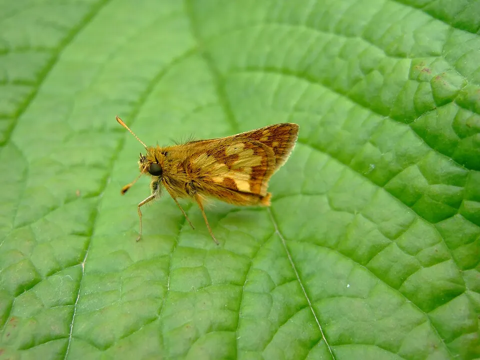 Tenyeres tópartifű / Rodgersia pinnata