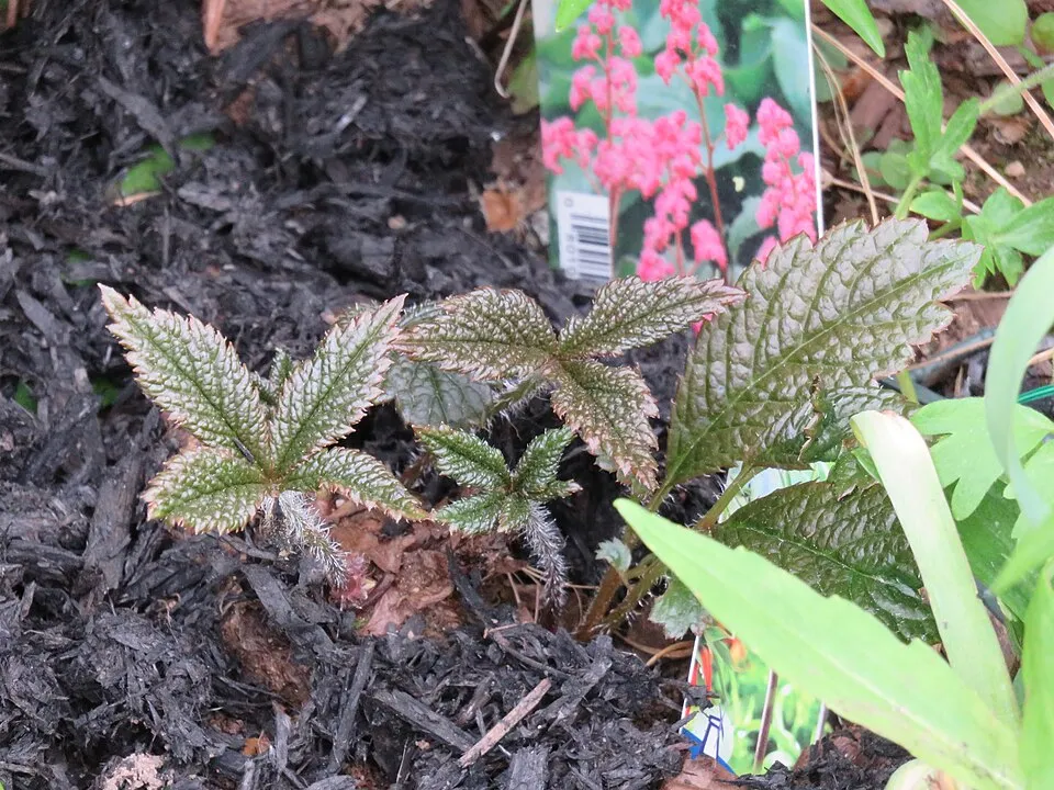 Tenyeres tópartifű / Rodgersia pinnata