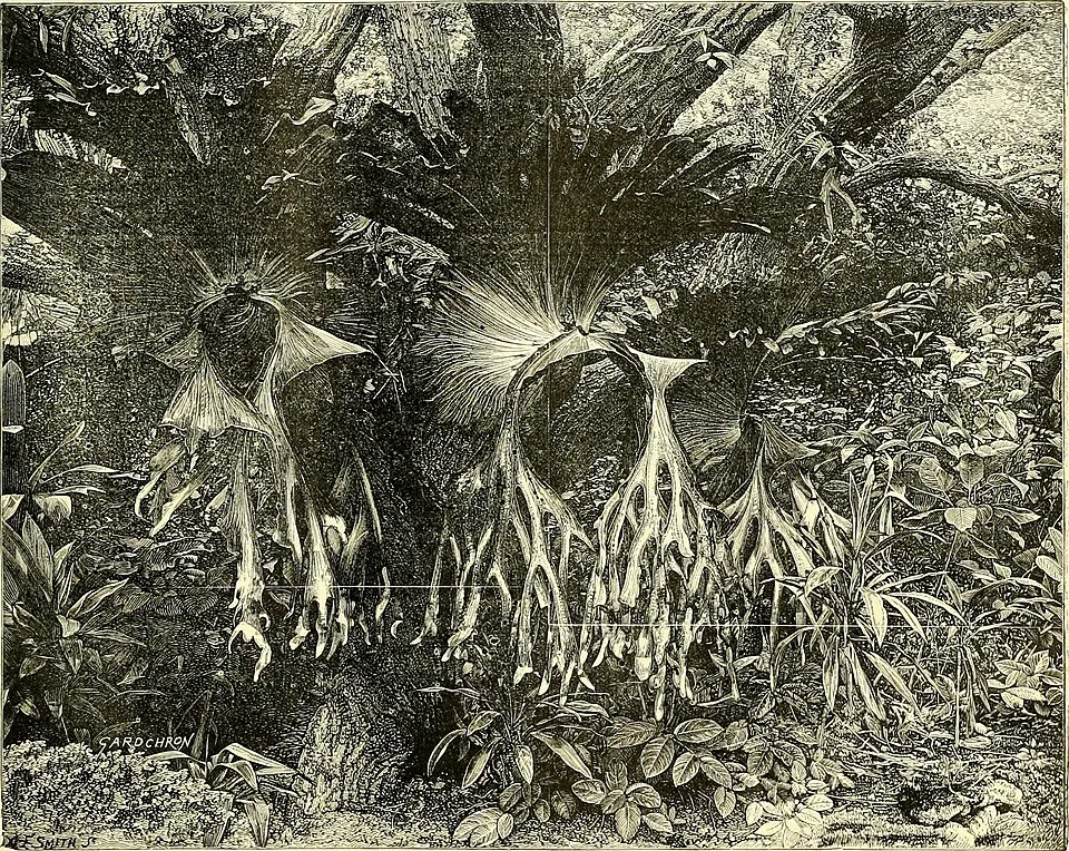 Tenyeres tópartifű / Rodgersia pinnata