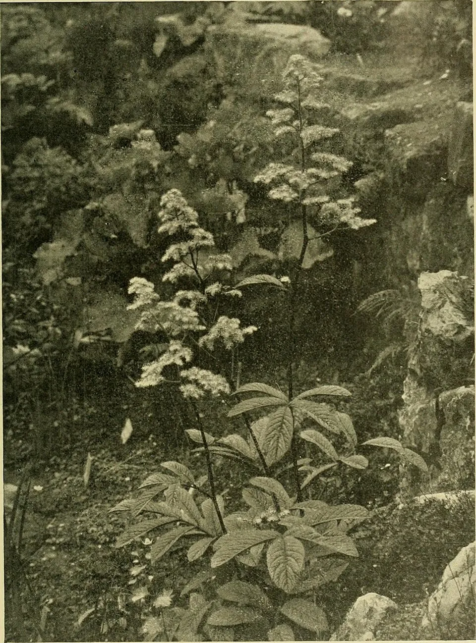 Tenyeres tópartifű / Rodgersia pinnata