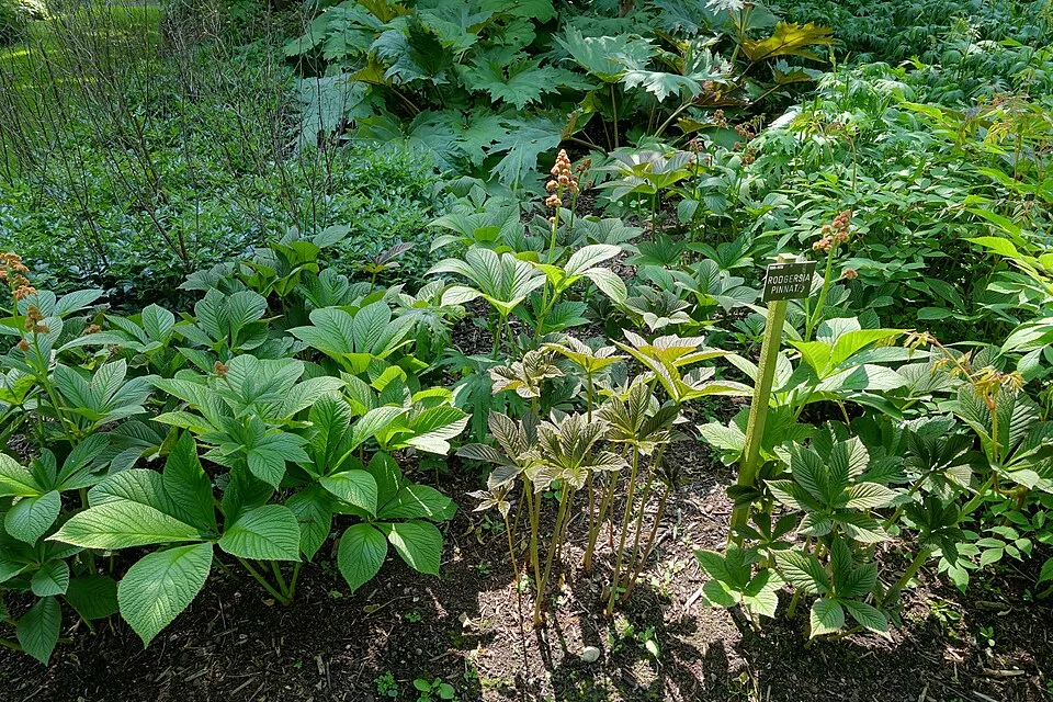 Tenyeres tópartifű / Rodgersia pinnata