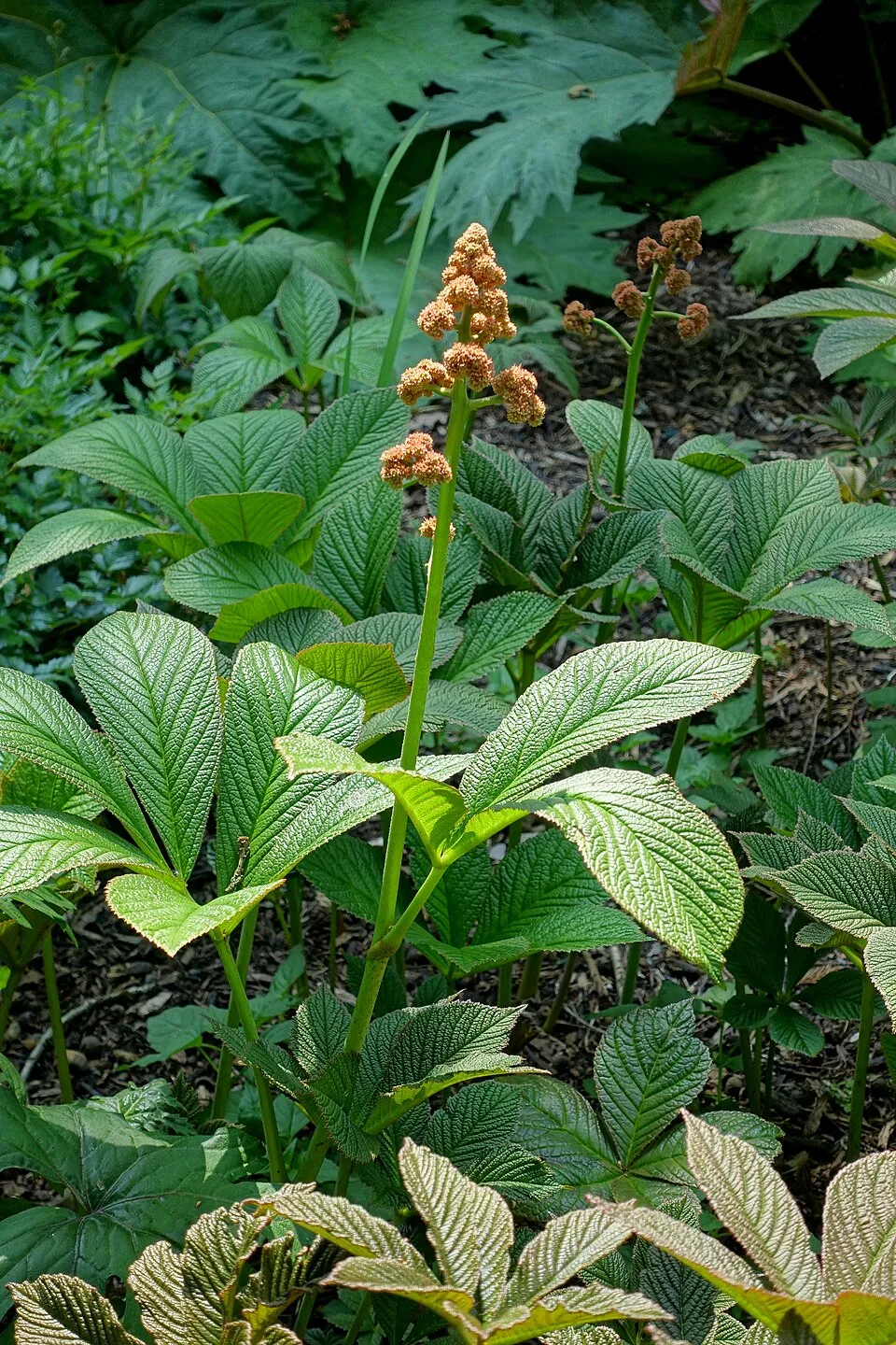 Tenyeres tópartifű / Rodgersia pinnata