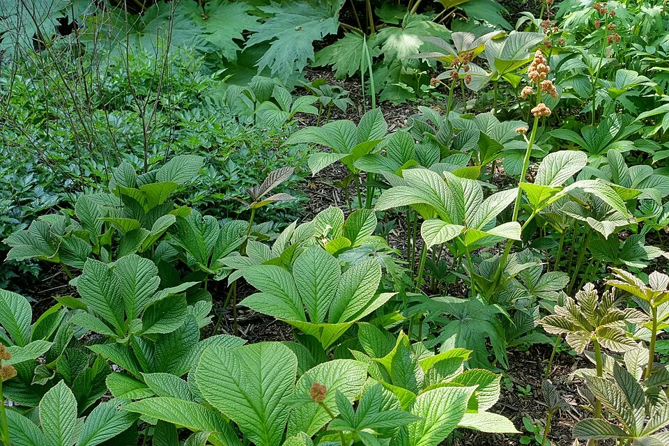 Tenyeres tópartifű / Rodgersia pinnata
