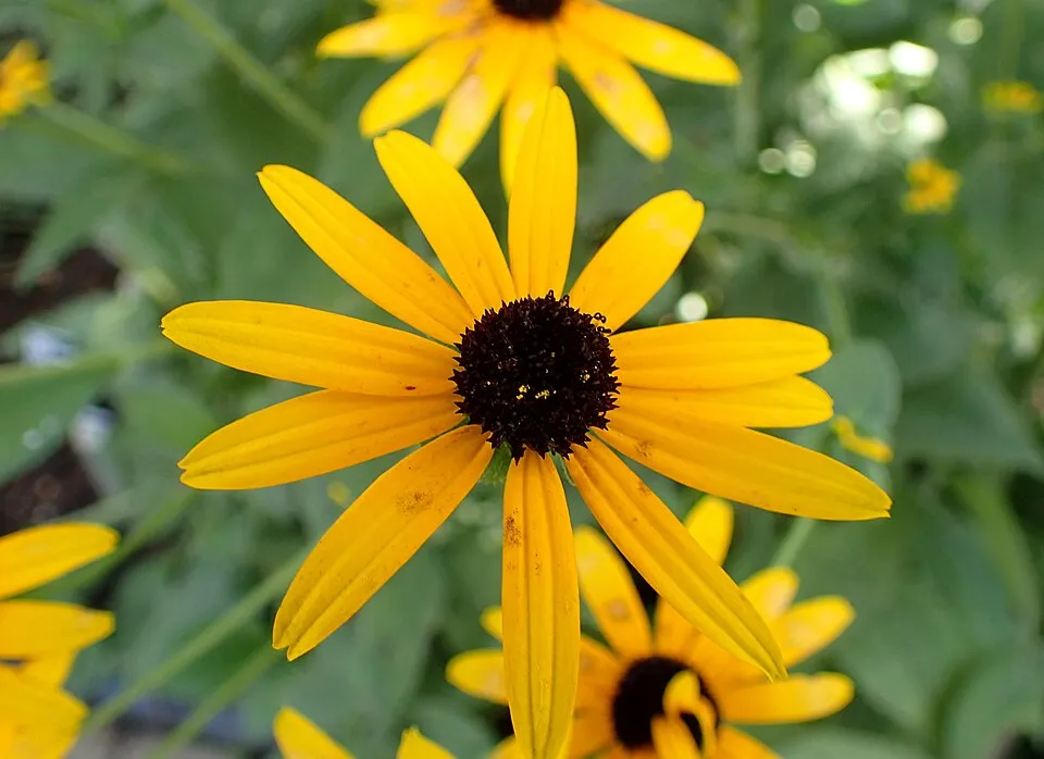 Kúpvirág / Rudbeckia deamii