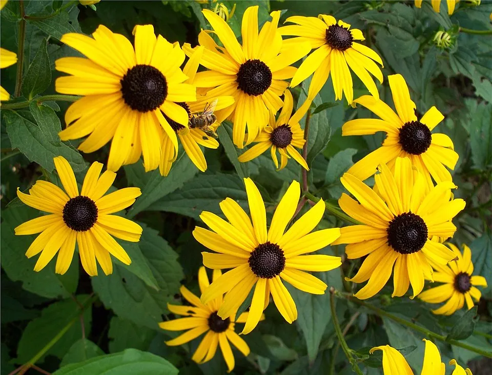 Pompás kúpvirág / Rudbeckia fulgida 'American Gold Rush'