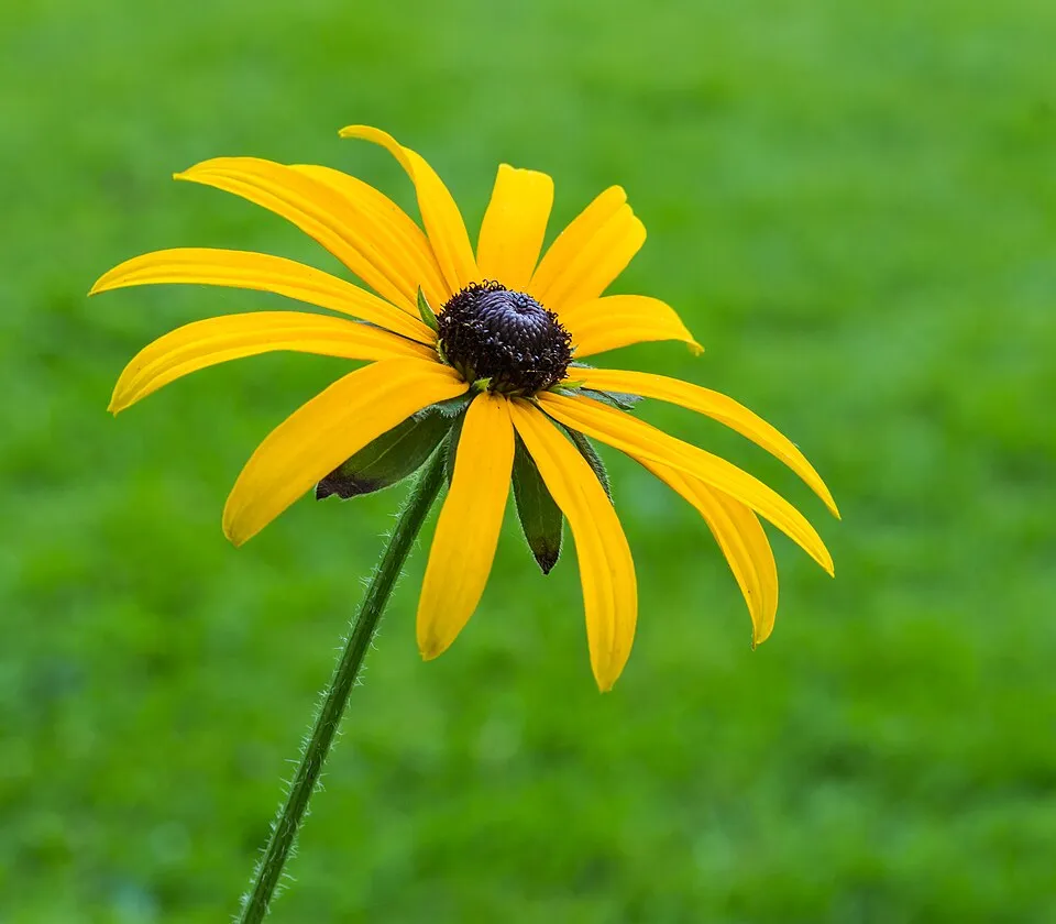 Pompás kúpvirág / Rudbeckia fulgida 'American Gold Rush'