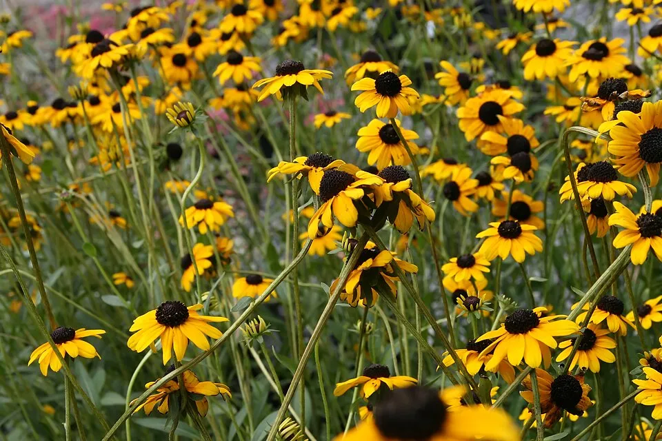 Pompás kúpvirág / Rudbeckia fulgida 'American Gold Rush'