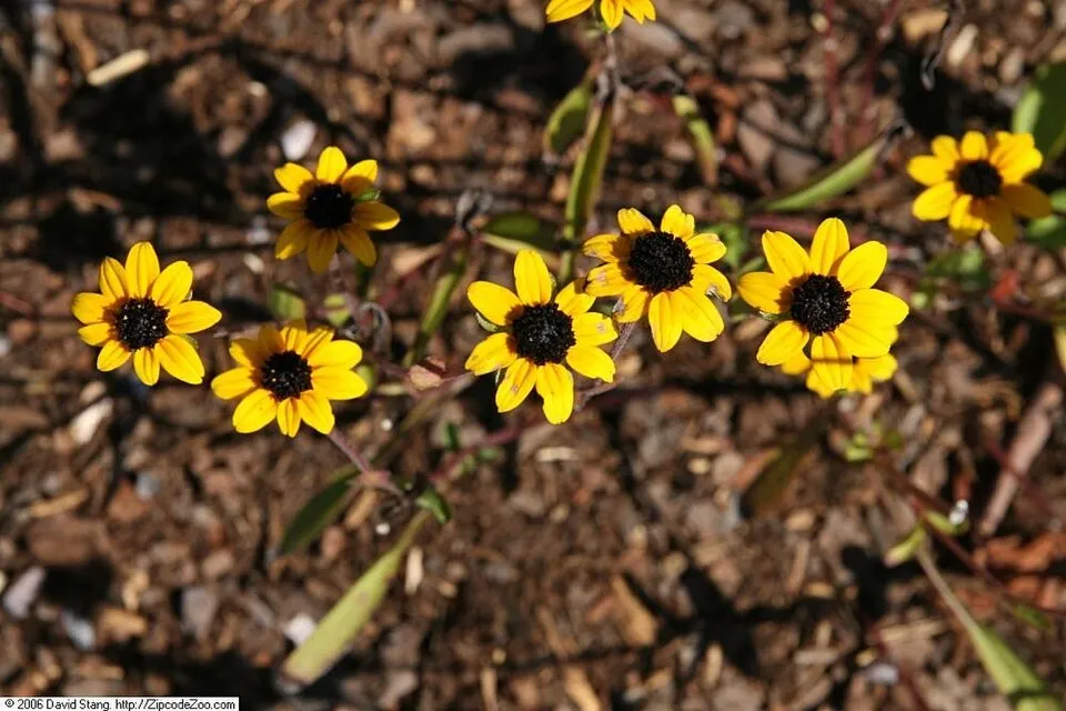 Pompás kúpvirág / Rudbeckia fulgida 'City Garden'