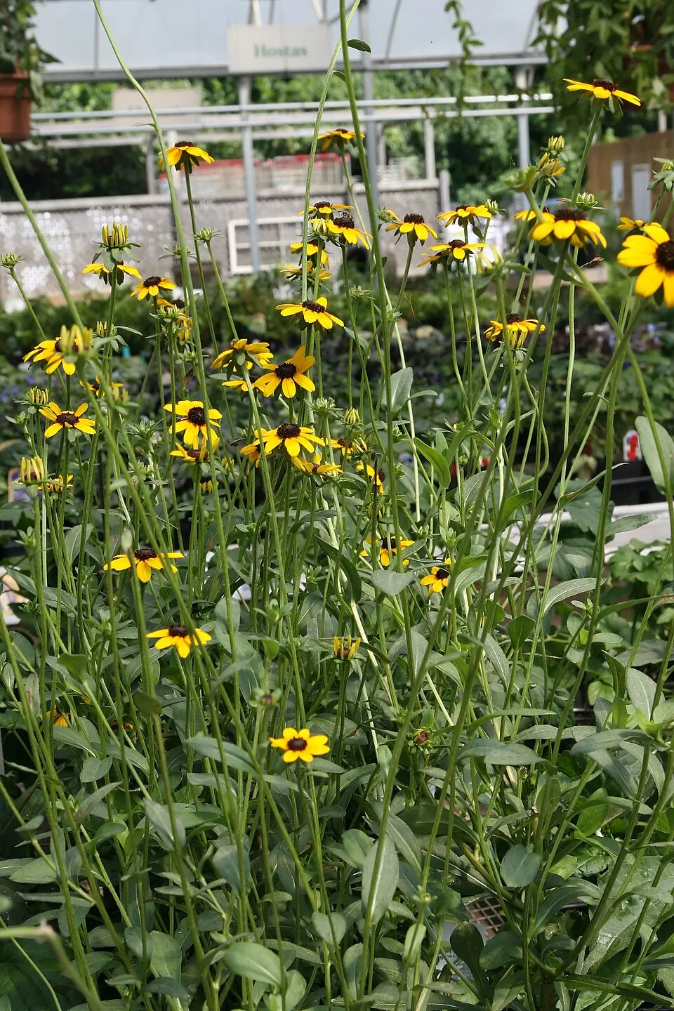 Pompás kúpvirág / Rudbeckia fulgida 'Little Goldstar'