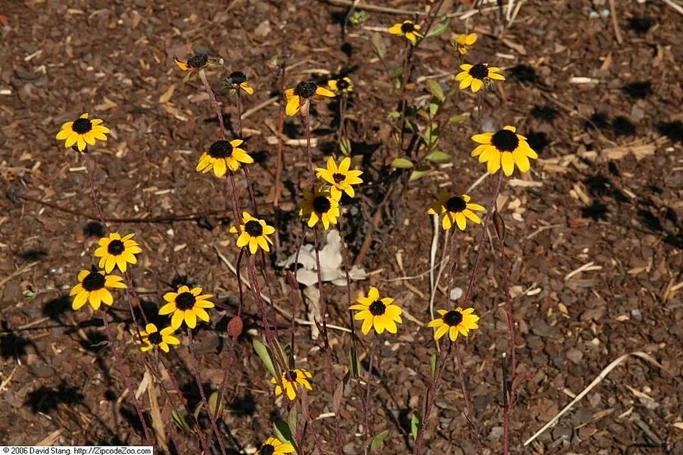Pompás kúpvirág / Rudbeckia fulgida 'Little Goldstar'