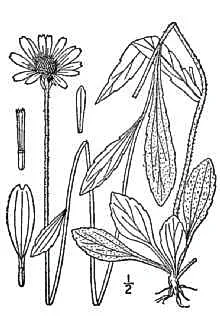 Pompás kúpvirág / Rudbeckia fulgida 'Sun Ka Ching'