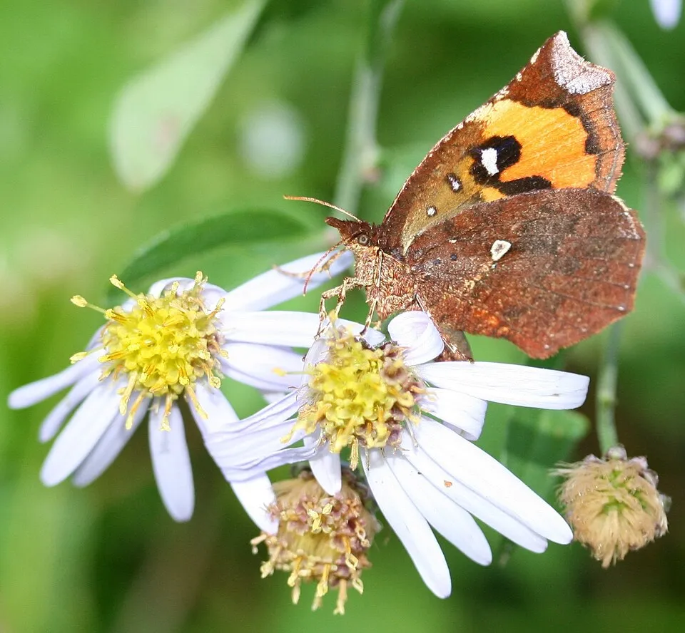 Ázsiai őszirózsa / Aster ageratoides 'JS Eleven Purple'