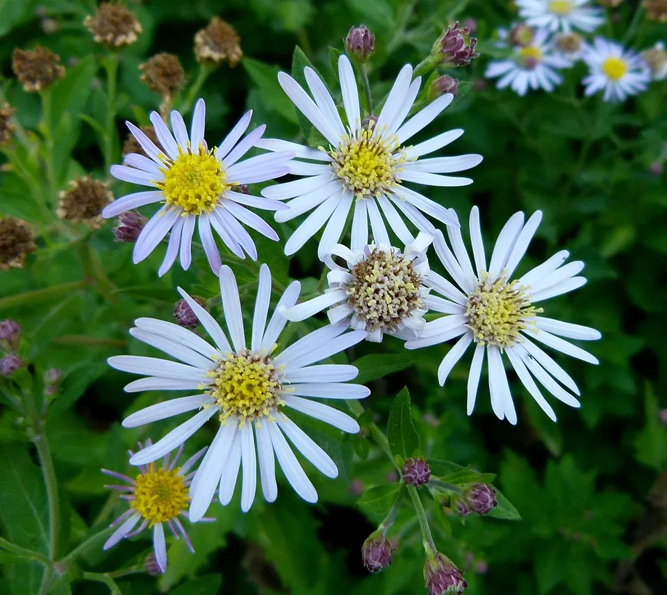 Ázsiai őszirózsa / Aster ageratoides 'JS Eleven Purple'