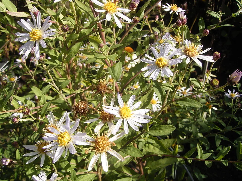 Ázsiai őszirózsa / Aster ageratoides 'JS Eleven Purple'