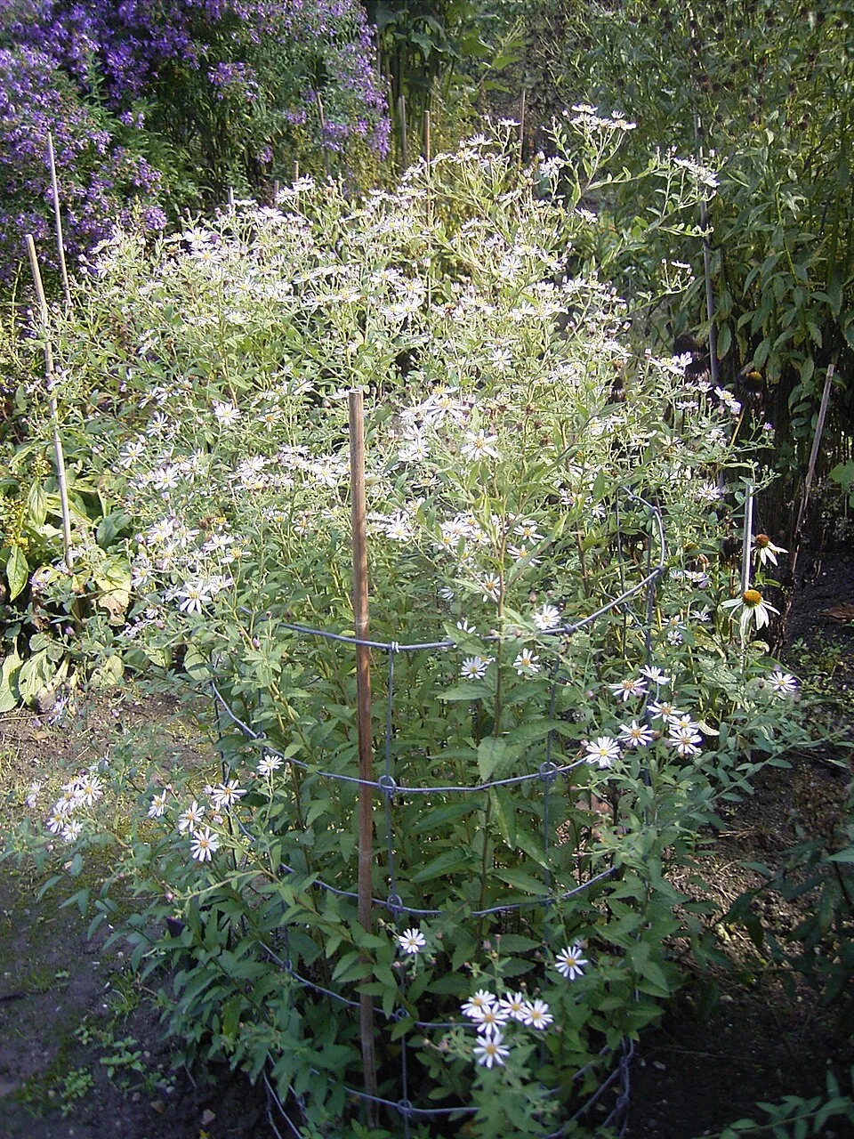 Ázsiai őszirózsa / Aster ageratoides 'JS Eleven Purple'