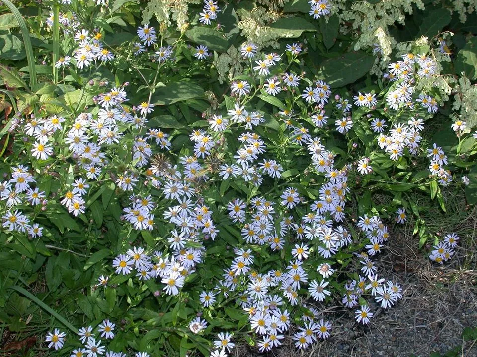 Ázsiai őszirózsa / Aster ageratoides 'JS Eleven Purple'