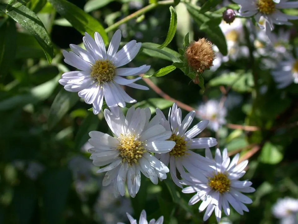 Ázsiai őszirózsa / Aster ageratoides 'JS Eleven Purple'