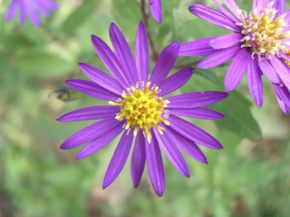 Ázsiai őszirózsa / Aster ageratoides 'JS Eleven Purple'