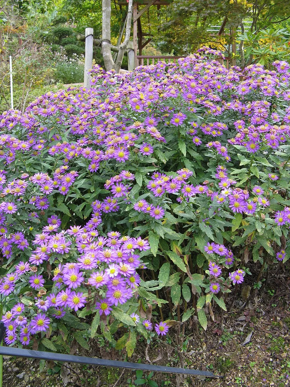 Ázsiai őszirózsa / Aster ageratoides 'JS Eleven Purple'