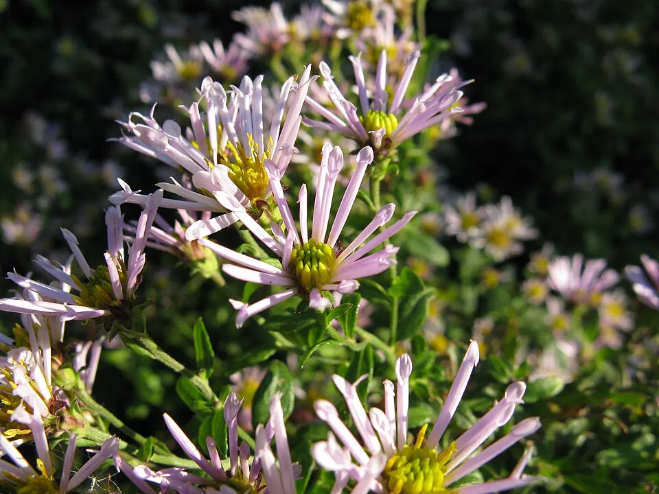 Ázsiai őszirózsa / Aster ageratoides 'JS Eleven Purple'