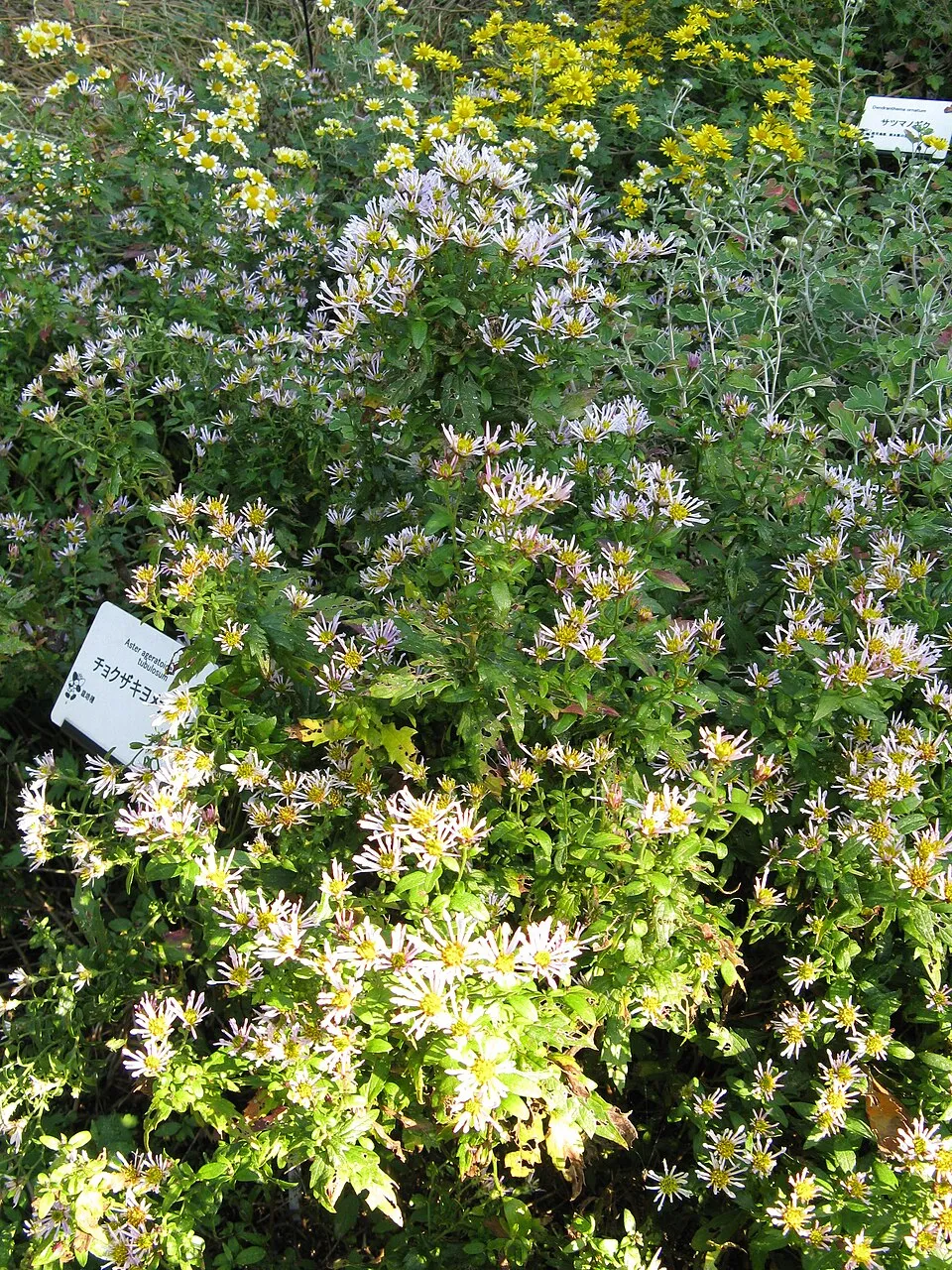 Ázsiai őszirózsa / Aster ageratoides 'JS Eleven Purple'