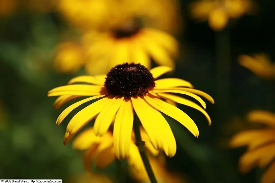 Szépséges kúpvirág / Rudbeckia fulgida var. speciosa