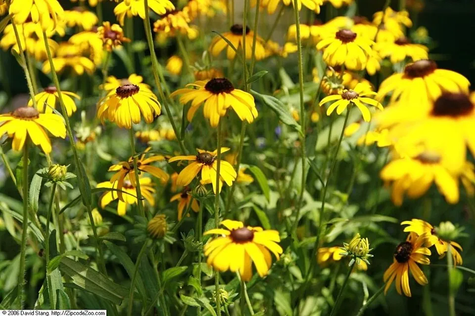 Szépséges kúpvirág / Rudbeckia fulgida var. speciosa