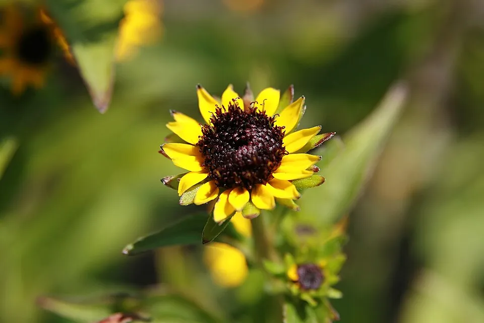 Szépséges kúpvirág / Rudbeckia fulgida var. speciosa