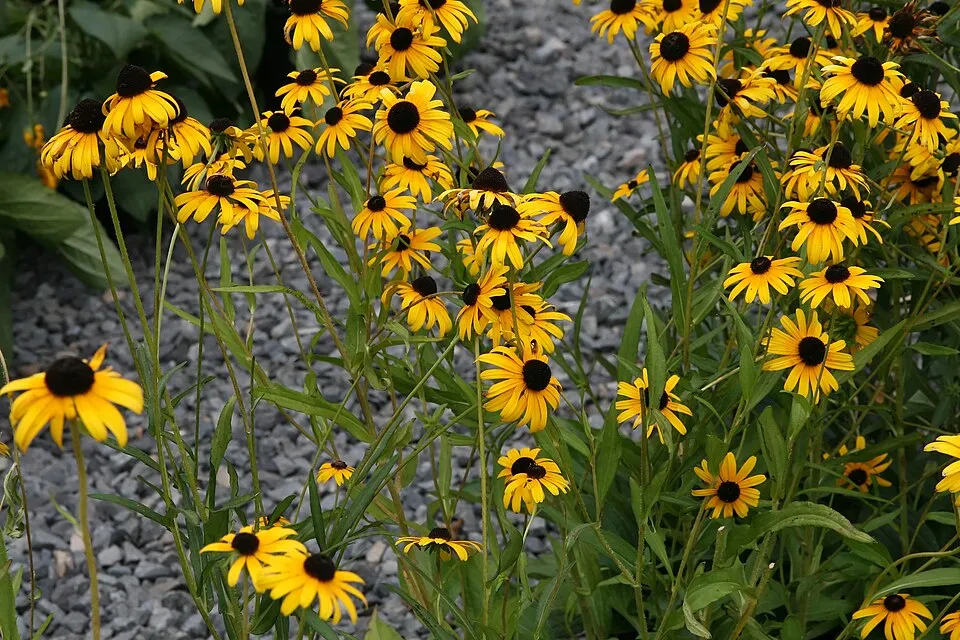 Szépséges kúpvirág / Rudbeckia fulgida var. speciosa
