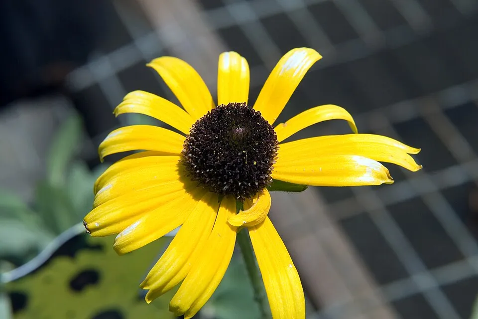Szépséges kúpvirág / Rudbeckia fulgida var. speciosa