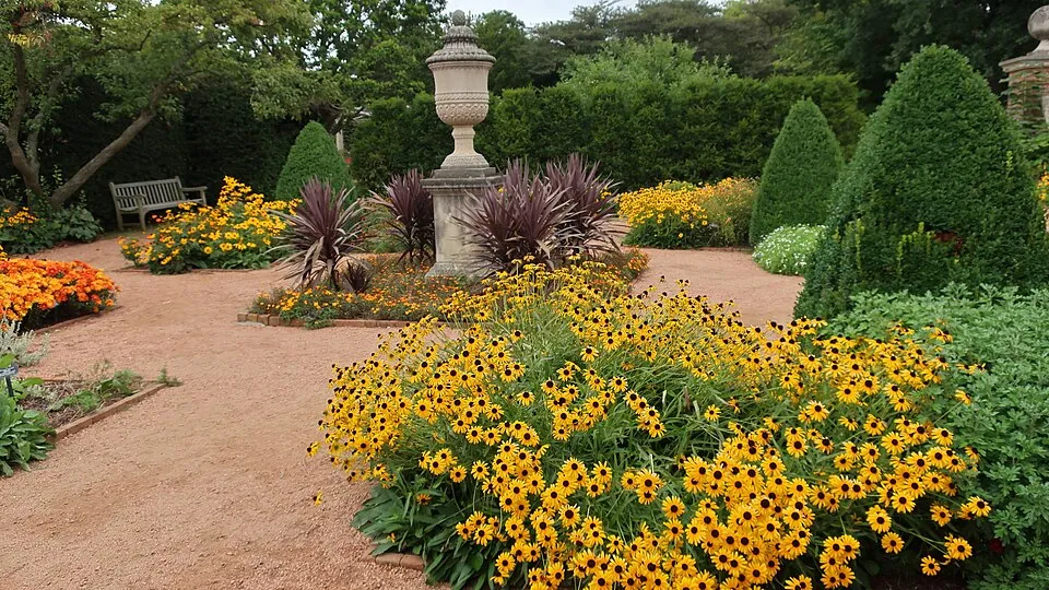 Szépséges kúpvirág / Rudbeckia fulgida var. speciosa