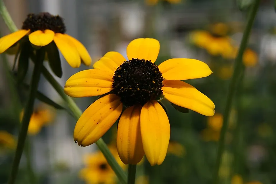 Pompás kúpvirág / Rudbeckia fulgida var. sullivantii 'Goldblitz'