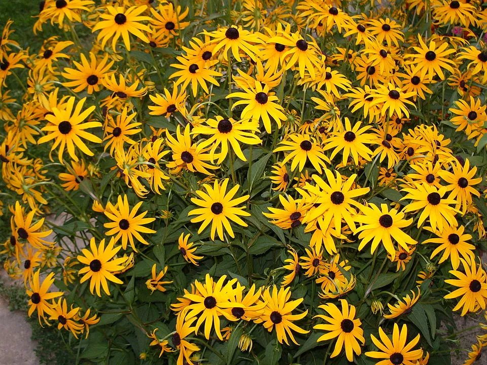 Pompás kúpvirág / Rudbeckia fulgida var. sullivantii 'Goldblitz'