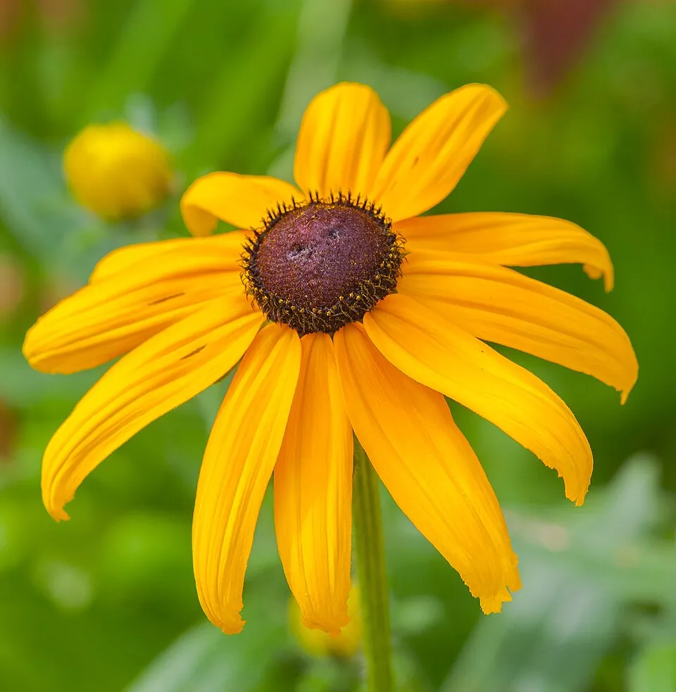 Pompás kúpvirág / Rudbeckia fulgida var. sullivantii 'Goldblitz'