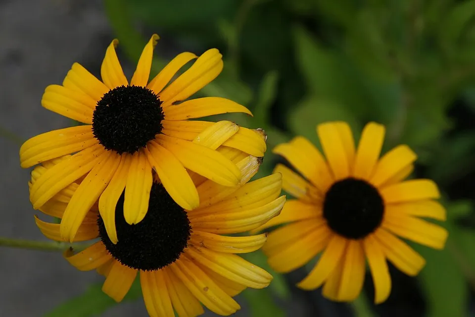 Pompás kúpvirág / Rudbeckia fulgida 'Viette's Little Suzy'