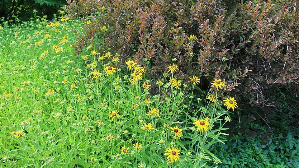 Pompás kúpvirág / Rudbeckia fulgida 'Viette's Little Suzy'