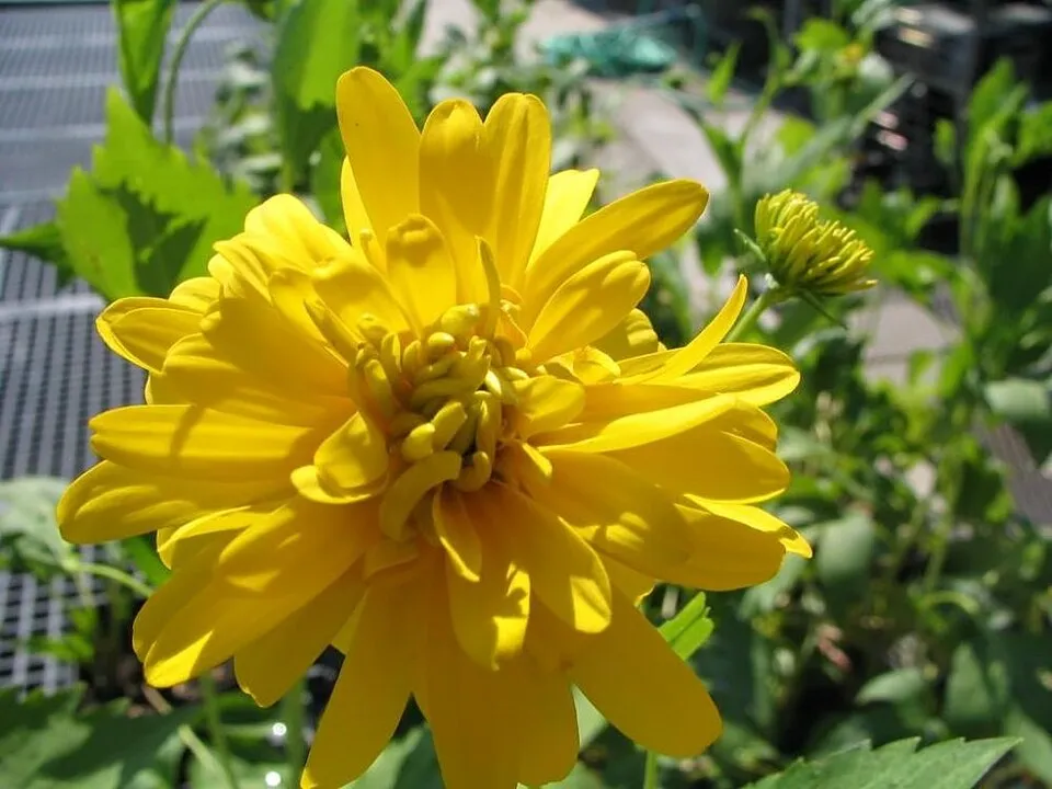 Magas kúpvirág / Rudbeckia laciniata 'Goldquelle'