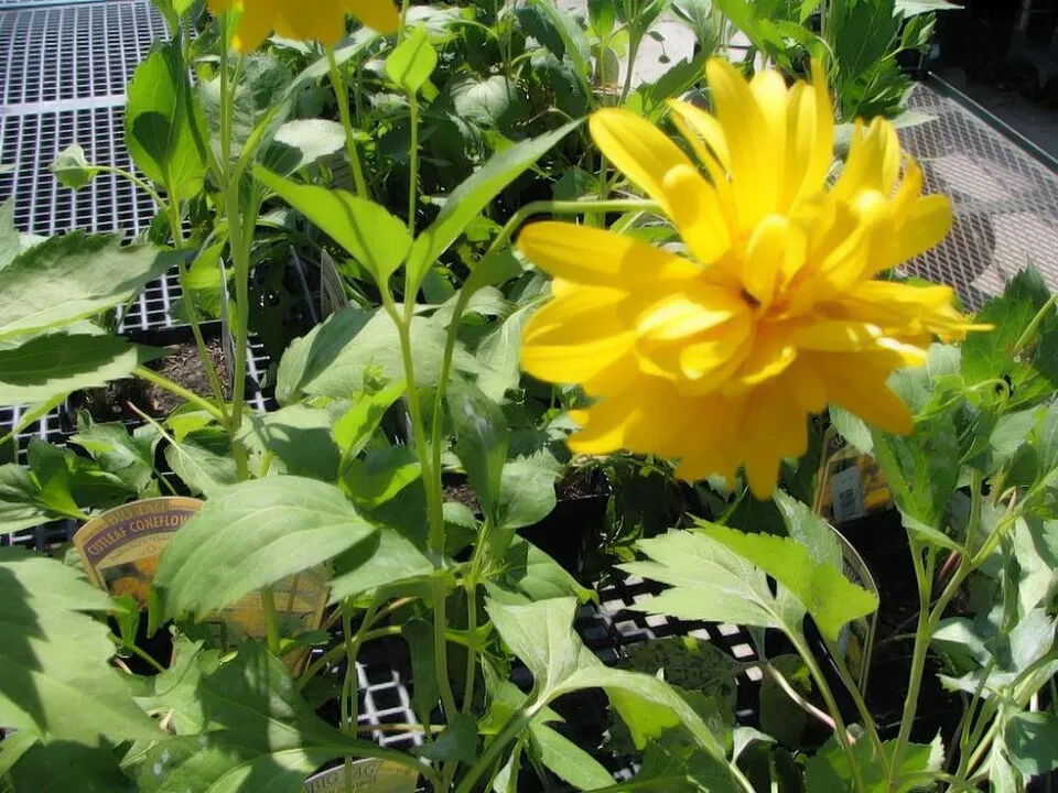 Magas kúpvirág / Rudbeckia laciniata 'Goldquelle'