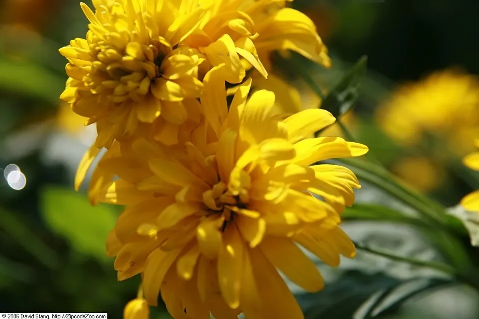 Magas kúpvirág / Rudbeckia laciniata 'Goldquelle'