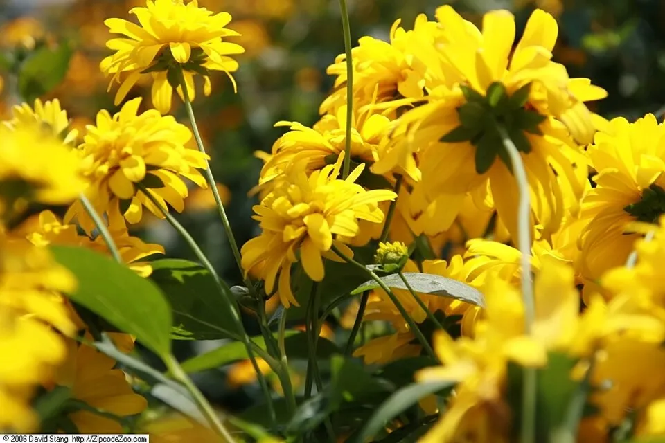 Magas kúpvirág / Rudbeckia laciniata 'Goldquelle'