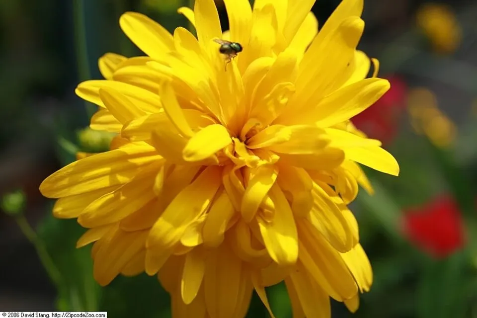 Magas kúpvirág / Rudbeckia laciniata 'Goldquelle'