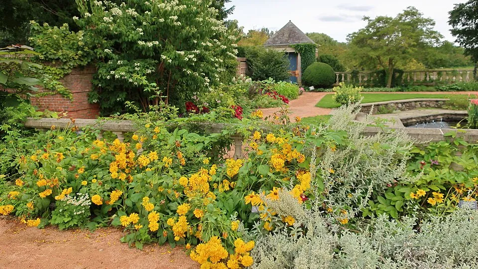 Magas kúpvirág / Rudbeckia laciniata 'Goldquelle'