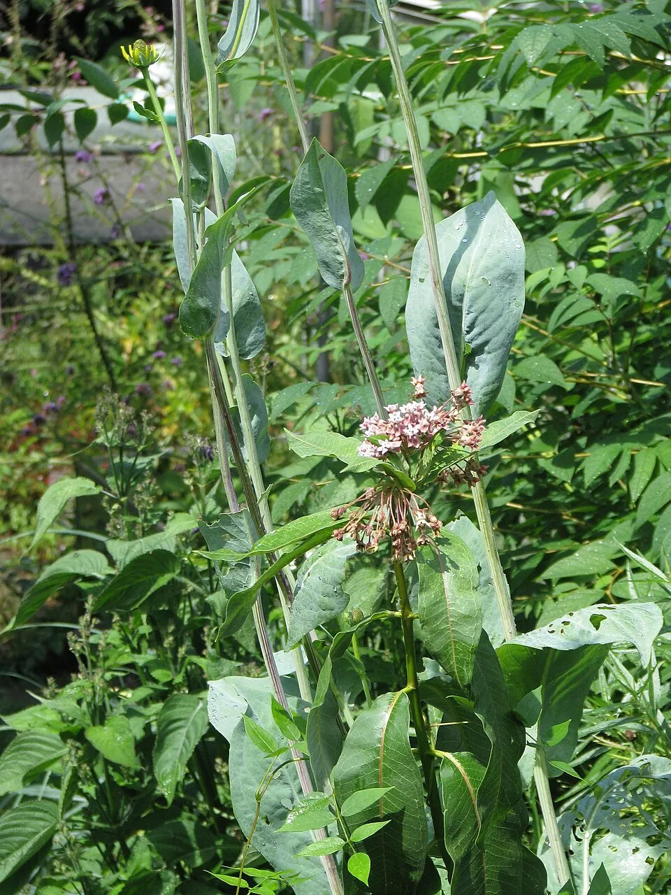 Óriás kúpvirág / Rudbeckia maxima