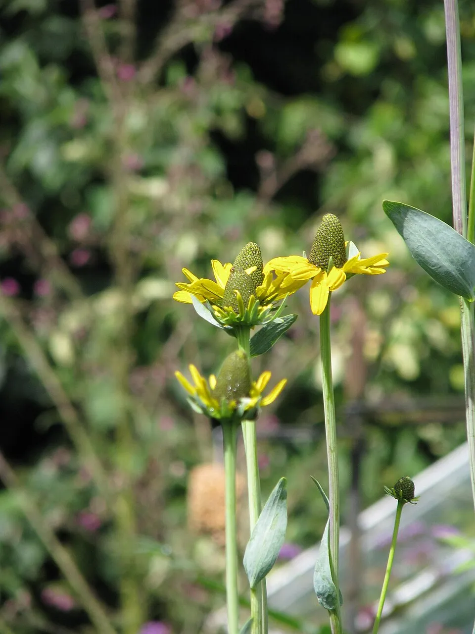 Óriás kúpvirág / Rudbeckia maxima