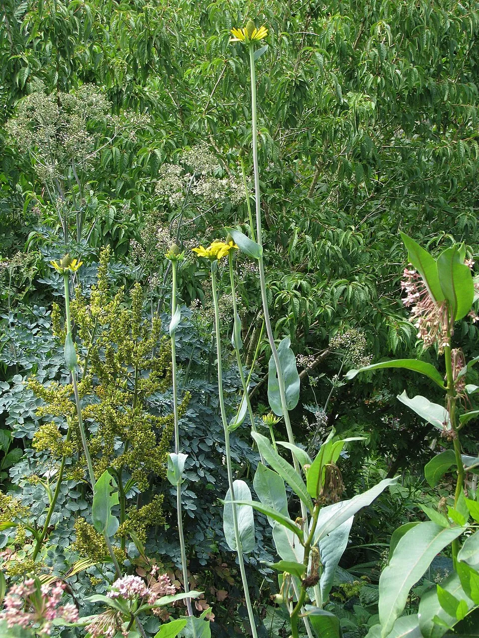 Óriás kúpvirág / Rudbeckia maxima