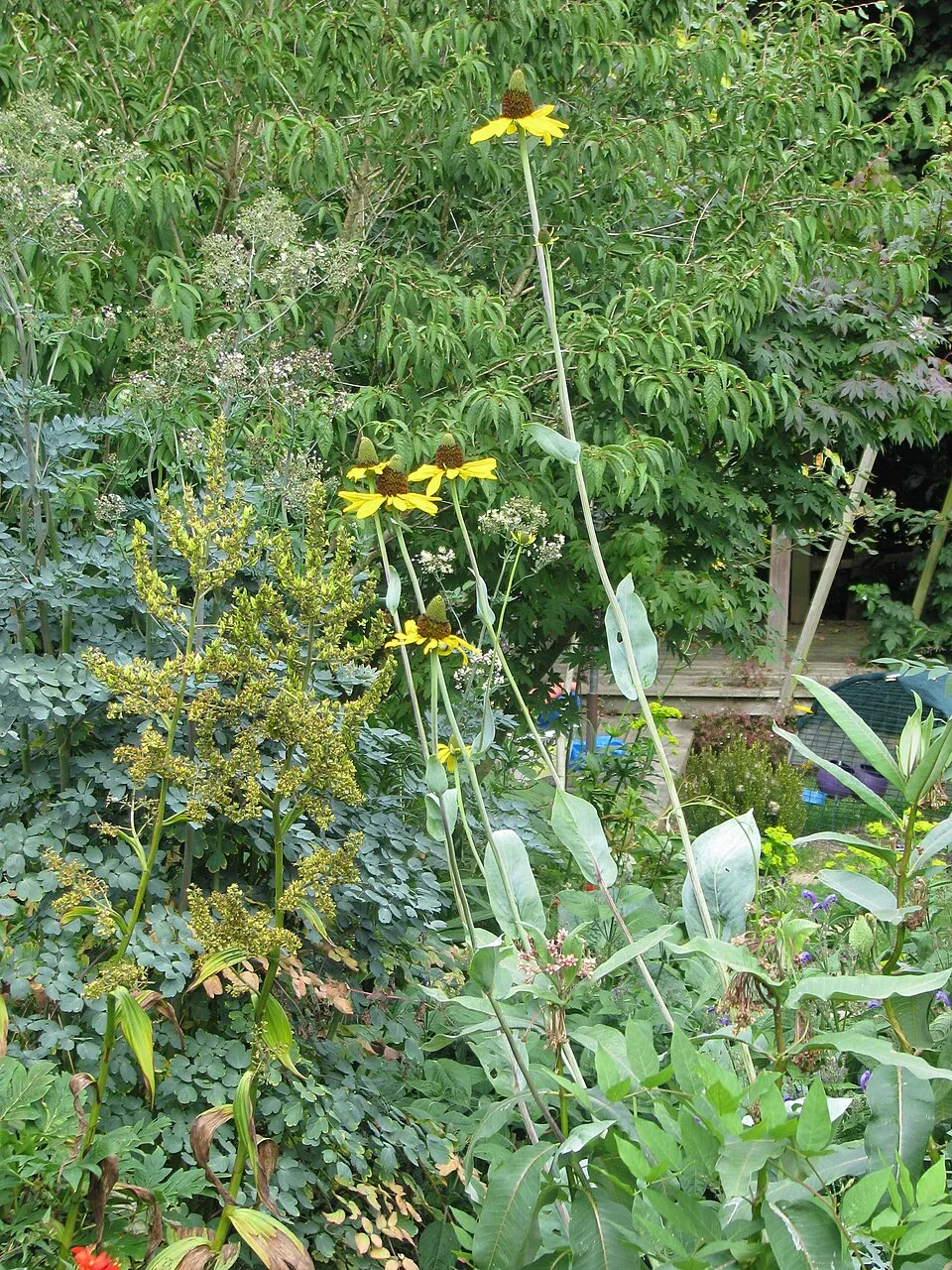 Óriás kúpvirág / Rudbeckia maxima