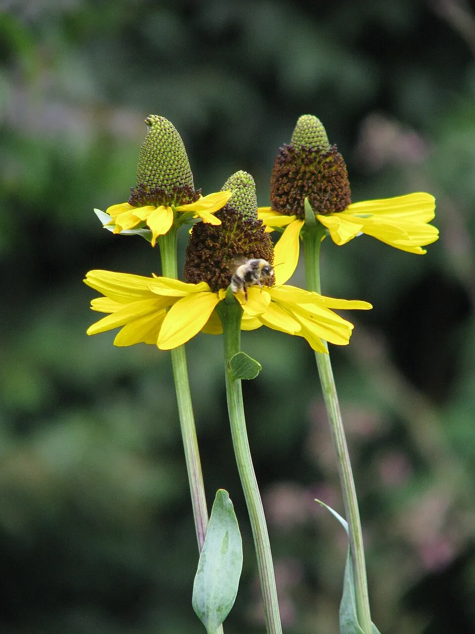 Óriás kúpvirág / Rudbeckia maxima