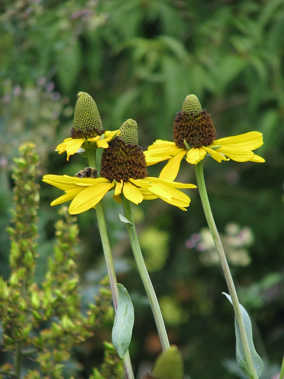Óriás kúpvirág / Rudbeckia maxima